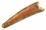 Fossil Pterosaur (Siroccopteryx) Tooth - Morocco #297045-1